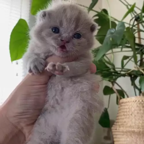 British Shorthair Cat For Sale in London, Greater London, England