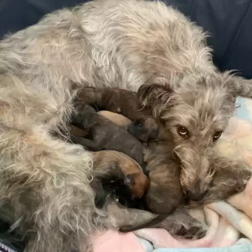 Deerhound Dog For Sale in Glasgow, City of Glasgow, Scotland