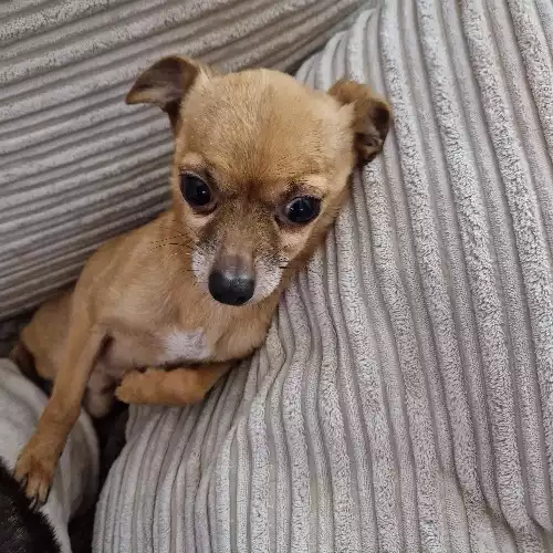 Chihuahua Dog For Adoption in Oldham, Greater Manchester