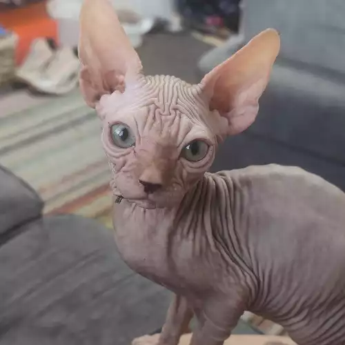 Sphynx Cat For Sale in Castle Donington, Leicestershire, England