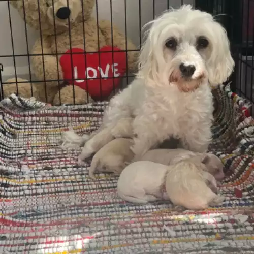 Bichon Frise Dog For Sale in Coventry, West Midlands, England