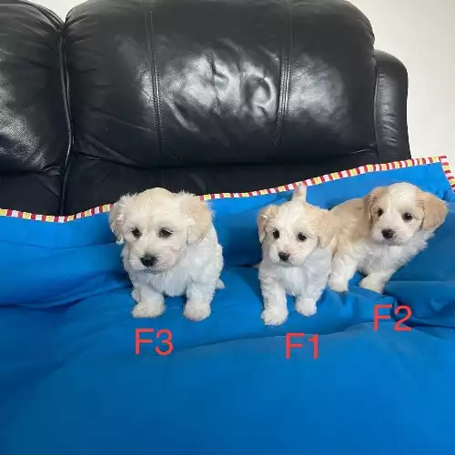 Bichon Frise Dog For Sale in Coventry, West Midlands, England