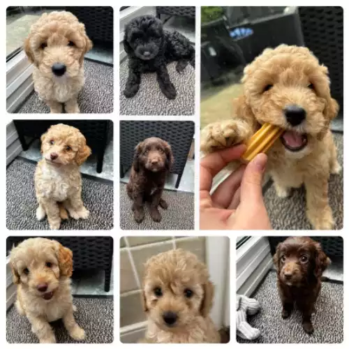 Cockapoo Dog For Sale in Kenley, Greater London, England