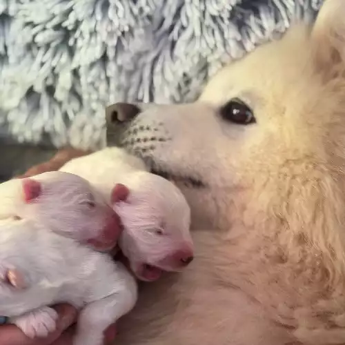 Samoyed Dog For Sale in Maidstone, Kent