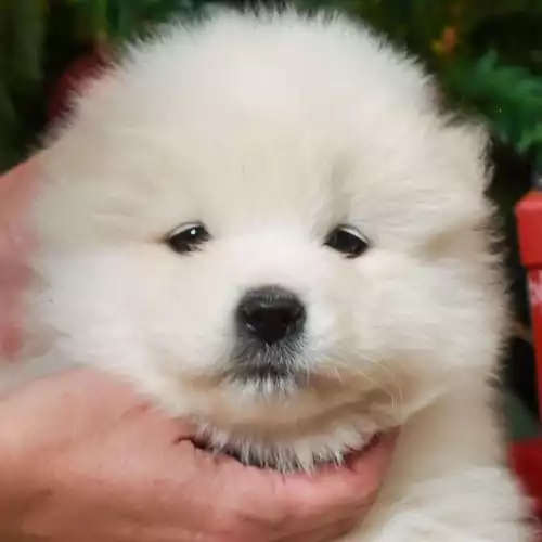 Samoyed Dog For Sale in Maidstone, Kent