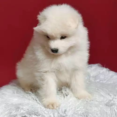 Samoyed Dog For Sale in Maidstone, Kent