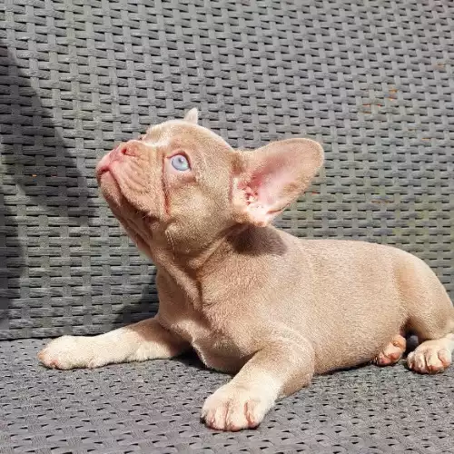 French Bulldog Dog For Sale in Slough, Berkshire, England