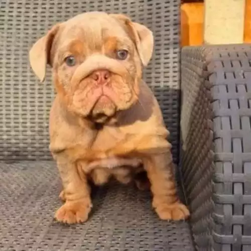 English Bulldog Dog For Sale in Slough, Berkshire