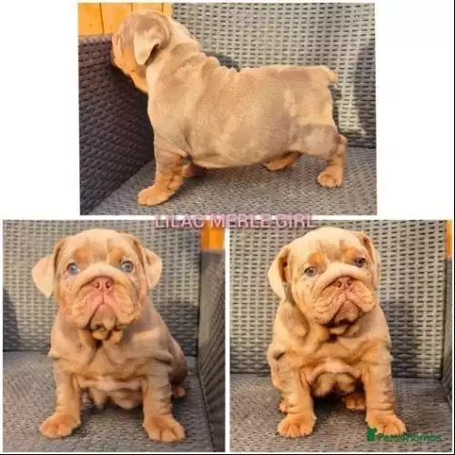 English Bulldog Dog For Sale in Slough, Berkshire