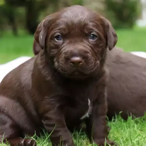 Labrador Retriever Dog For Sale in Brampton, Cumbria, England