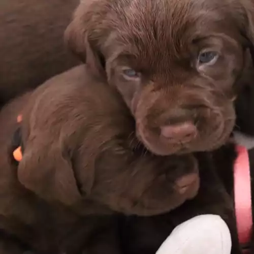 Labrador Retriever Dog For Sale in Brampton, Cumbria, England