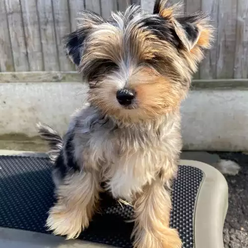 Yorkshire Terrier Dog For Sale in Boston Spa