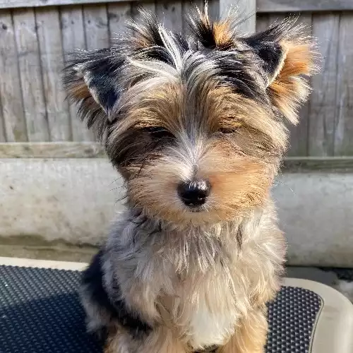 Yorkshire Terrier Dog For Sale in Boston Spa