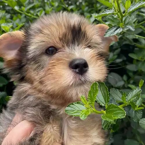 Yorkshire Terrier Dog For Sale in Boston Spa