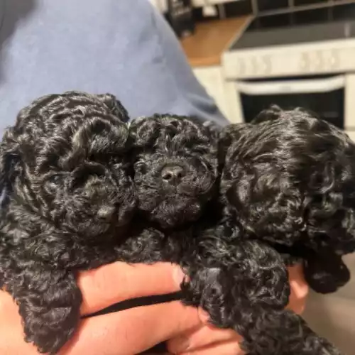 Toy Poodle Dog For Sale in Denaby Main, South Yorkshire