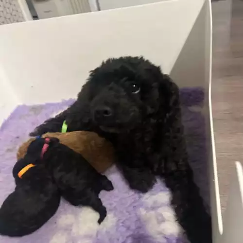 Toy Poodle Dog For Sale in Denaby Main, South Yorkshire