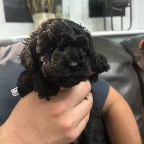 Toy Poodle Dog For Sale in Denaby Main, South Yorkshire