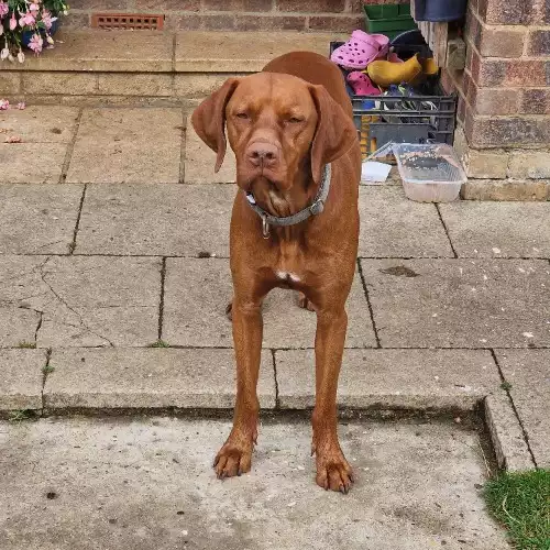 Hungarian Vizsla Dog For Adoption in Great Dunmow, Essex, England