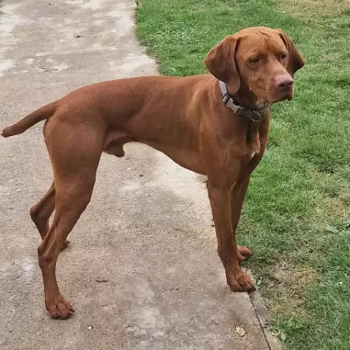 Hungarian Vizsla Dog For Adoption in Great Dunmow, Essex, England