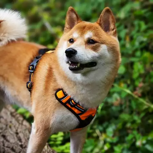 Japanese Shiba Inu Dog For Stud in Birmingham, West Midlands, England