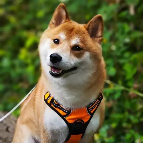 Japanese Shiba Inu Dog For Stud in Birmingham, West Midlands, England