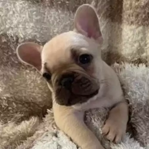 French Bulldog Dog For Sale in Bristol