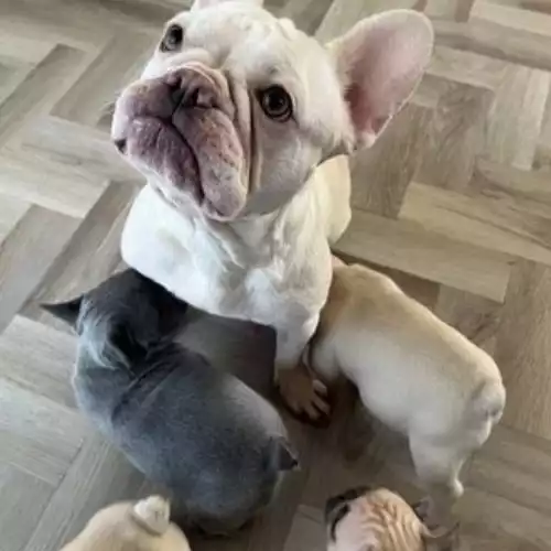 French Bulldog Dog For Sale in Bristol