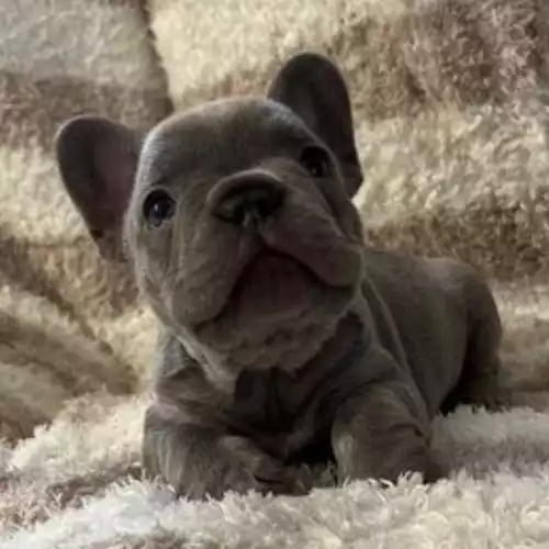 French Bulldog Dog For Sale in Bristol