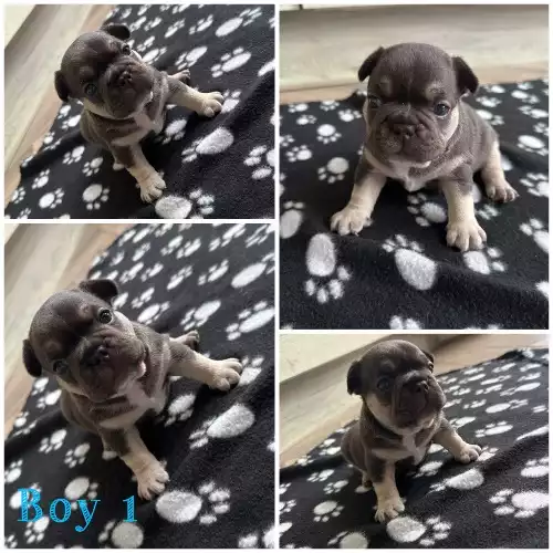 French Bulldog Dog For Sale in Ashford, Kent