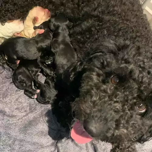 Cockapoo Dog For Sale in Slough