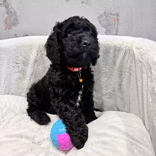 Cockapoo Dog For Sale in Slough