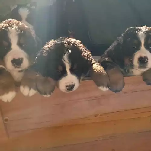 Bernese Mountain Dog Dog For Sale in Holyhead / Caergybi, Gwynedd