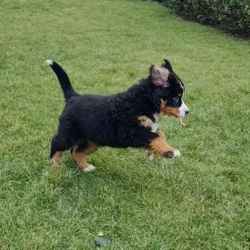 Bernese Mountain Dog Dog For Sale in Holyhead / Caergybi, Gwynedd