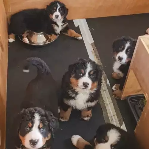 Bernese Mountain Dog Dog For Sale in Holyhead / Caergybi, Gwynedd