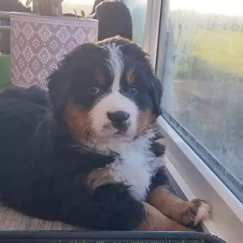 Bernese Mountain Dog Dog For Sale in Holyhead / Caergybi, Gwynedd