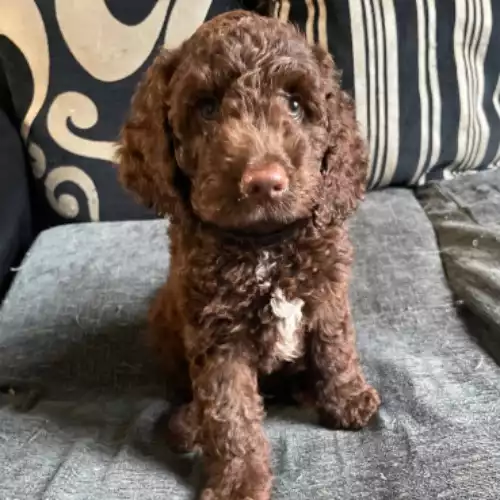 Cockapoo Dog For Sale in Bristol, Bristol, England