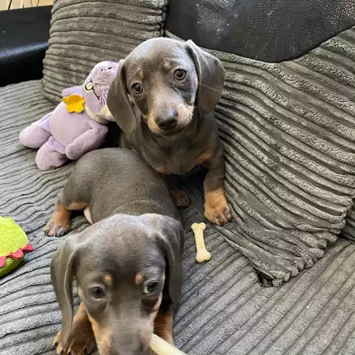 Miniature Dachshund Dog For Sale in Burton upon Trent, Staffordshire