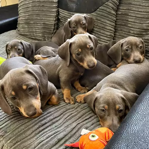 Miniature Dachshund Dog For Sale in Burton upon Trent, Staffordshire