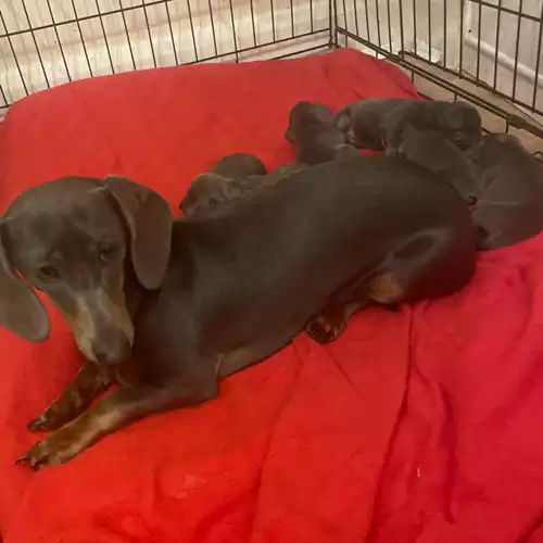 Miniature Dachshund Dog For Sale in Burton upon Trent, Staffordshire