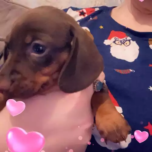 Miniature Dachshund Dog For Sale in Portsmouth