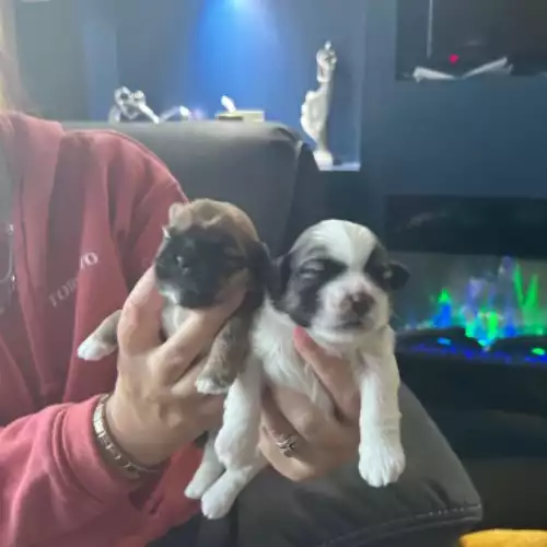 Shih Tzu Dog For Sale in Newry, County Armagh, Northern Ireland