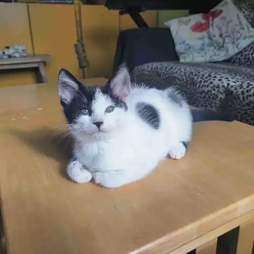 Domestic Shorthair Cat For Sale in West Ealing, Greater London