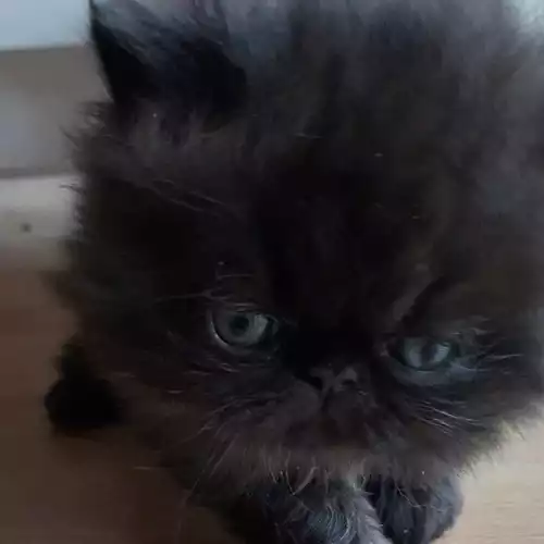 Persian Cat For Sale in Sutton St James, Lincolnshire