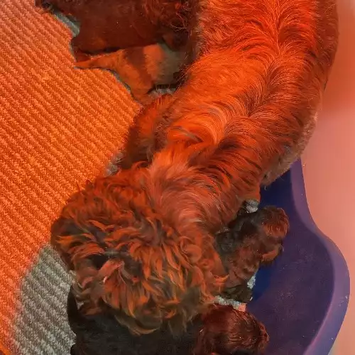 Cockapoo Dog For Sale in Swansea / Abertawe