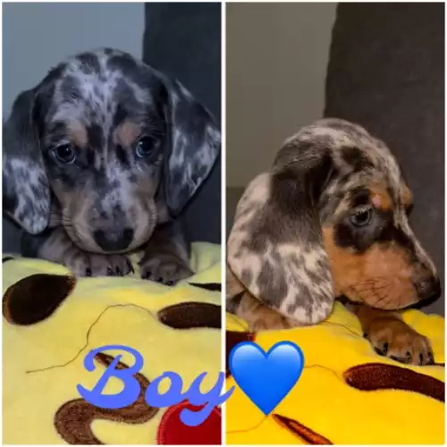 Miniature Dachshund Dog For Sale in Bradford