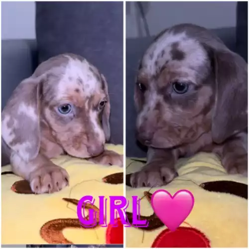 Miniature Dachshund Dog For Sale in Bradford