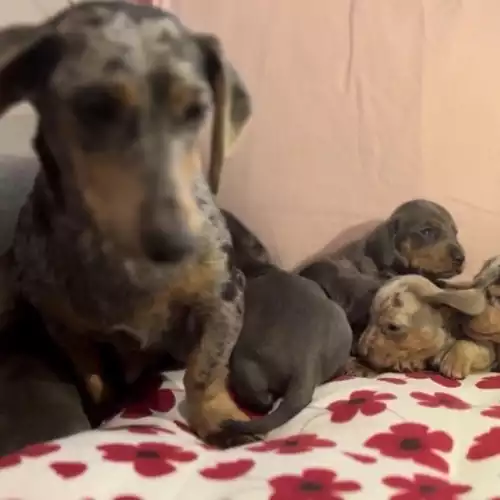 Miniature Dachshund Dog For Sale in Bradford