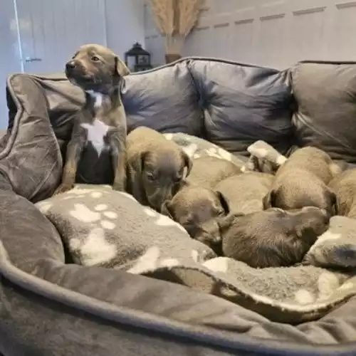 Whippet Dog For Sale in Stockport Great Moor, Greater Manchester, England