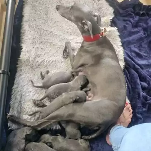 Whippet Dog For Sale in Stockport Great Moor, Greater Manchester, England