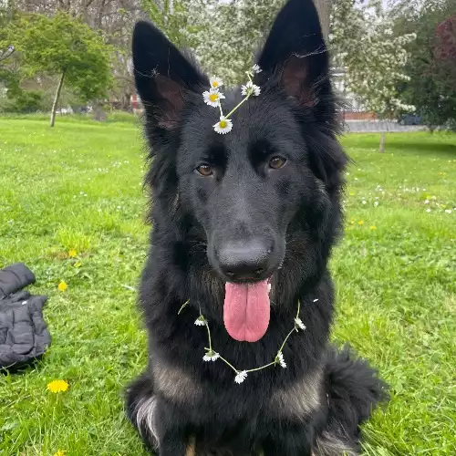 German Shepherd Dog For Adoption in London